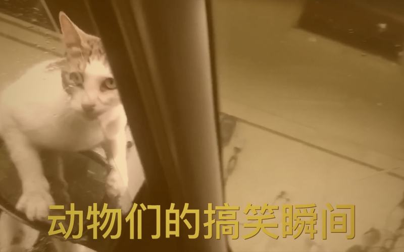 多档热门搞笑综艺节目海报拼贴，呈现热闹缤纷的视觉效果