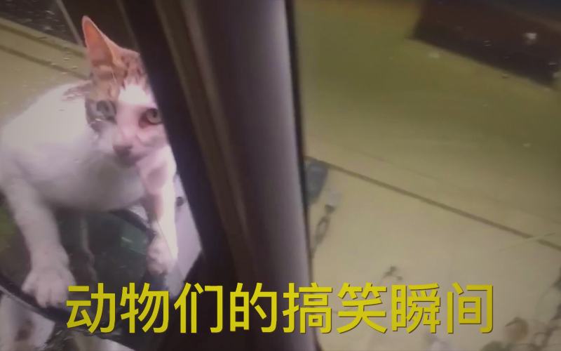 一部高热度情感短剧的经典镜头构图：两人在雨中相遇的对视场景