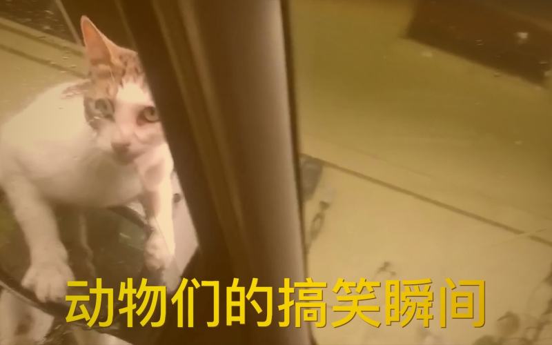 香蕉视频编辑团队正在会议室讨论当日热门短剧推荐列表，白板上写满了剧名和关键词。