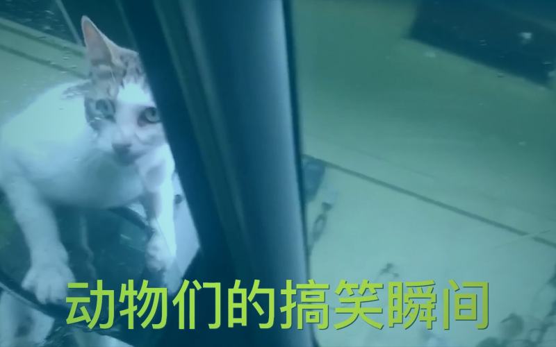 一位用户正在平板电脑上专注观看香蕉视频APP界面，屏幕上显示着‘今日独家推荐’的卡片式布局。