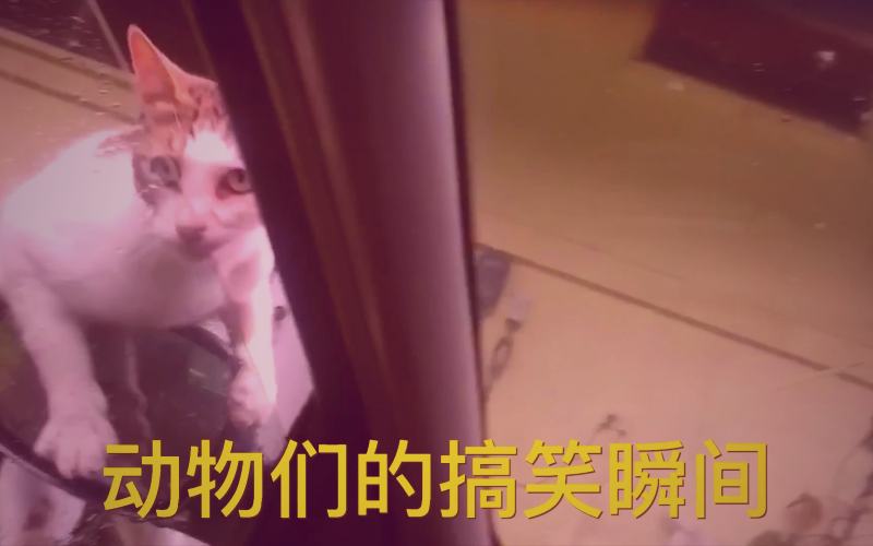 导演工作场景示意：监视器前的专注